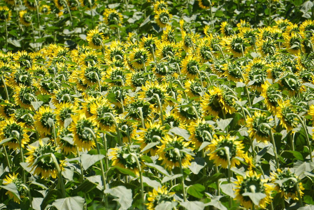 Planting Season vs Harvest Season