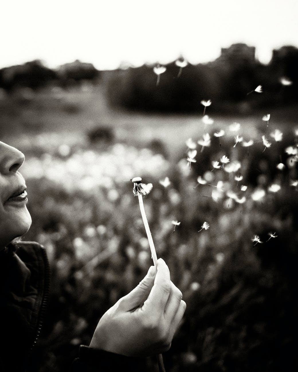 black and white close up on dandelions petals flying after being blown up by woman